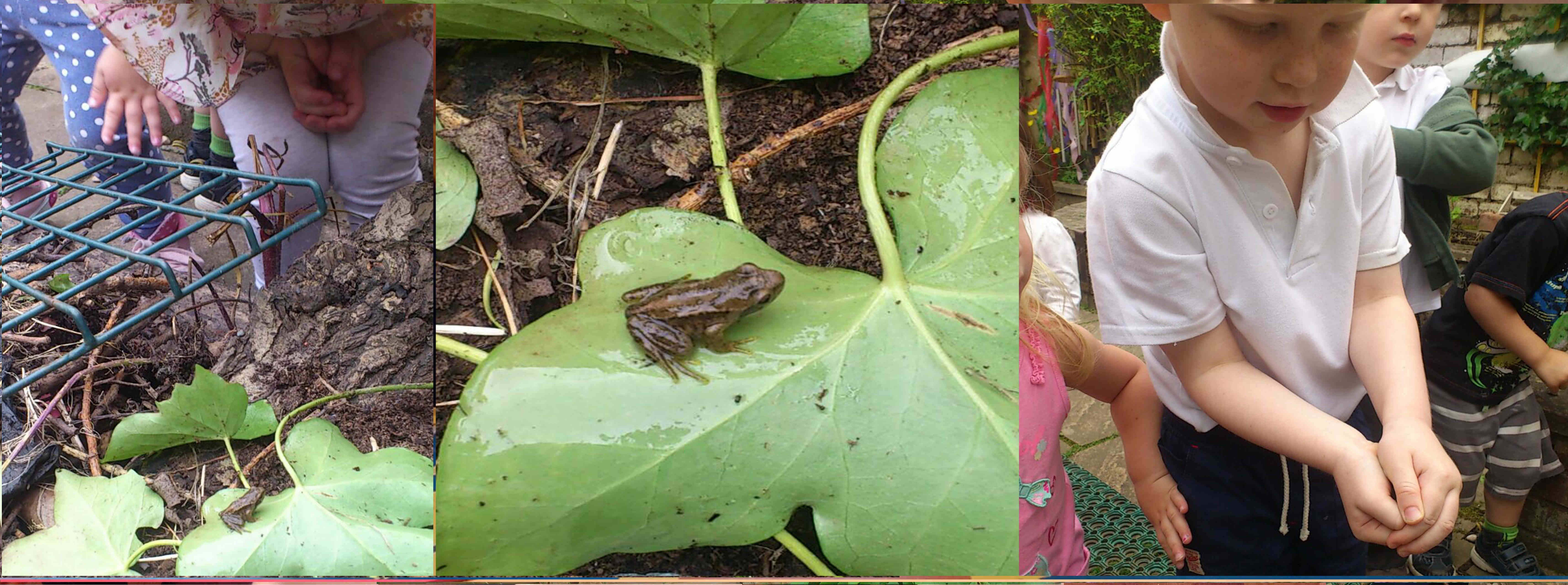 Frogs