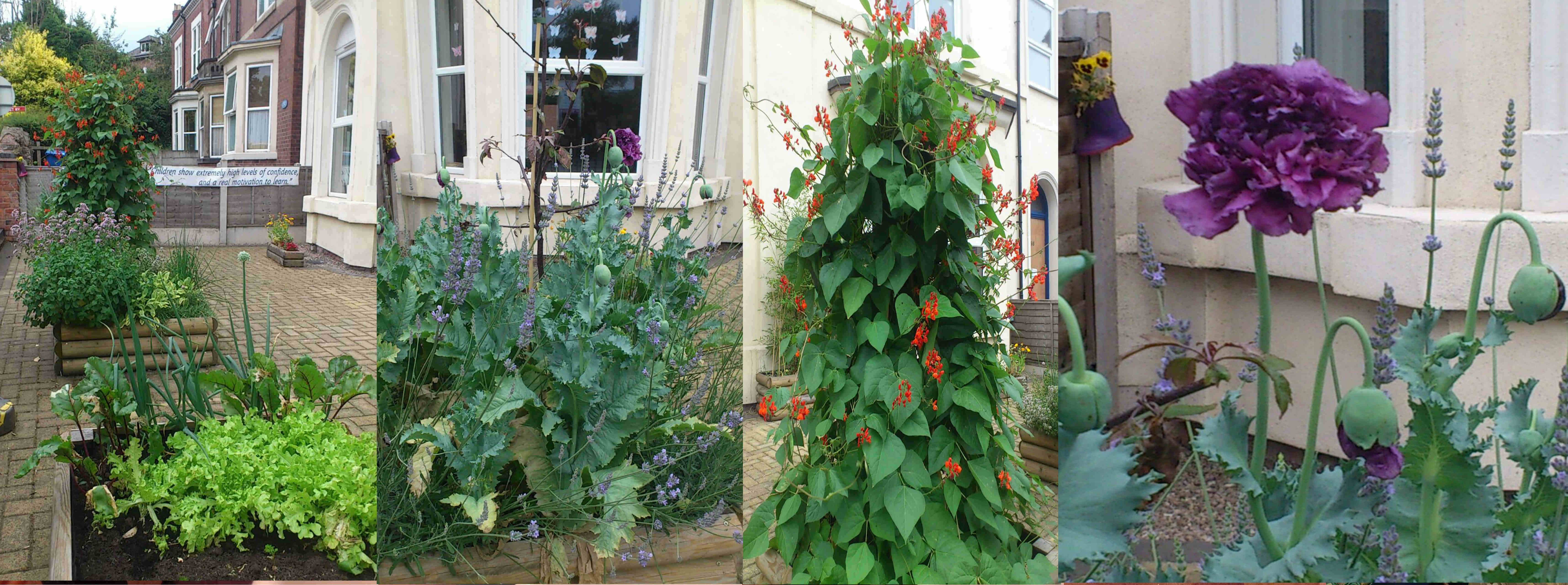 Front garden